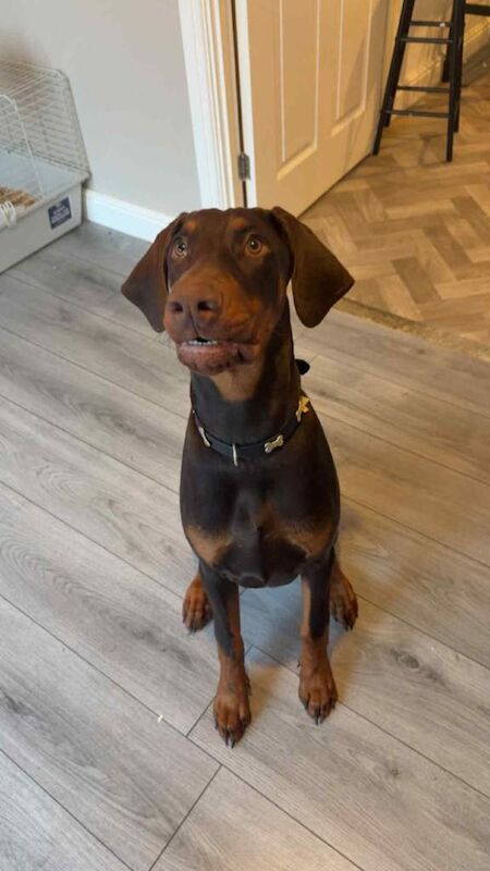Doberman puppies for sale in Sunderland, Tyne And Wear – 9 months old
