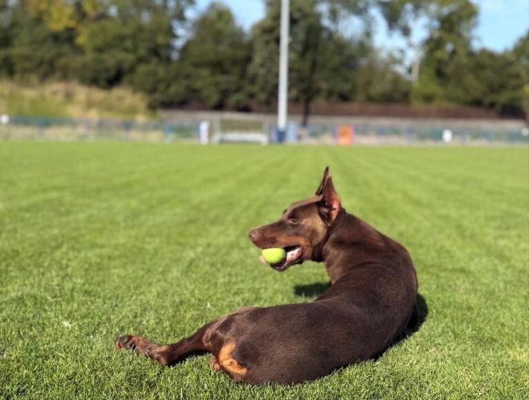 Doberman Puppies For Sale Under £1,000