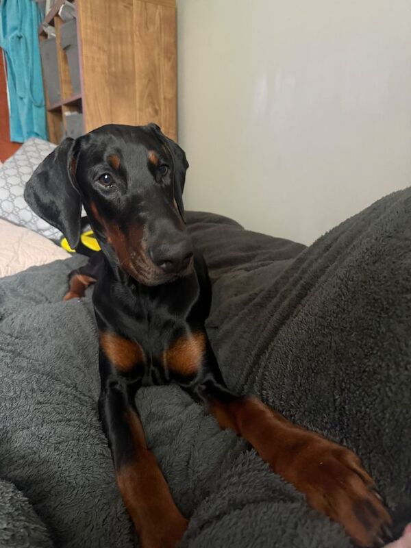 Doberman