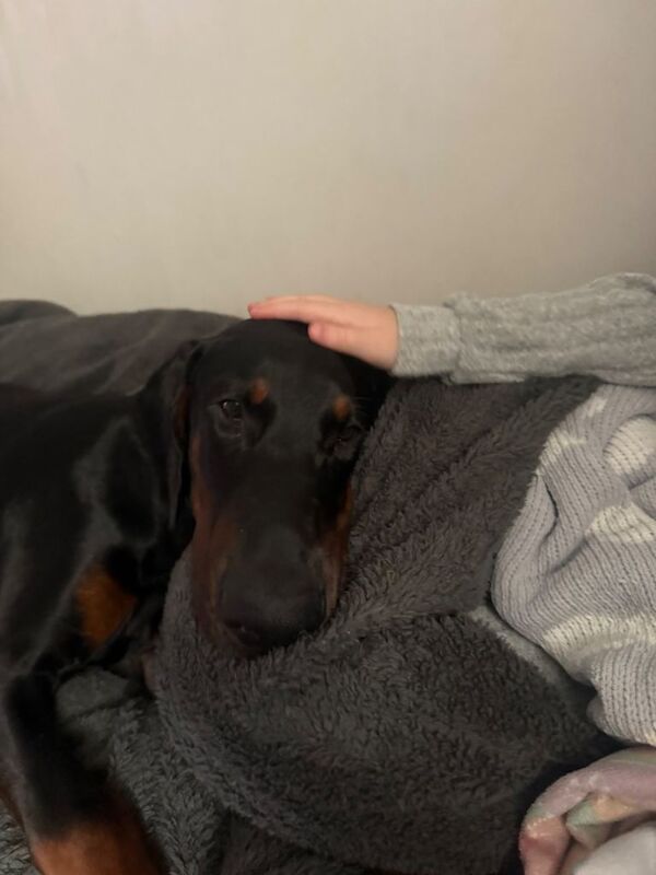 Doberman - Image 2 of 6