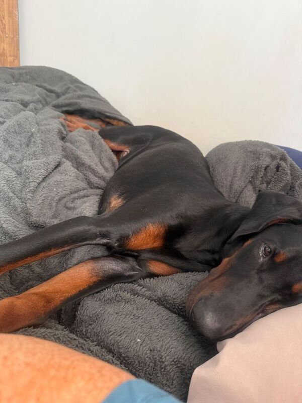 Doberman - Image 3 of 6