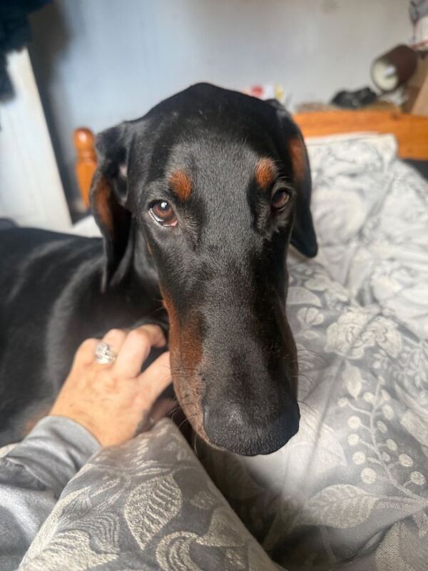 Doberman - Image 4 of 6