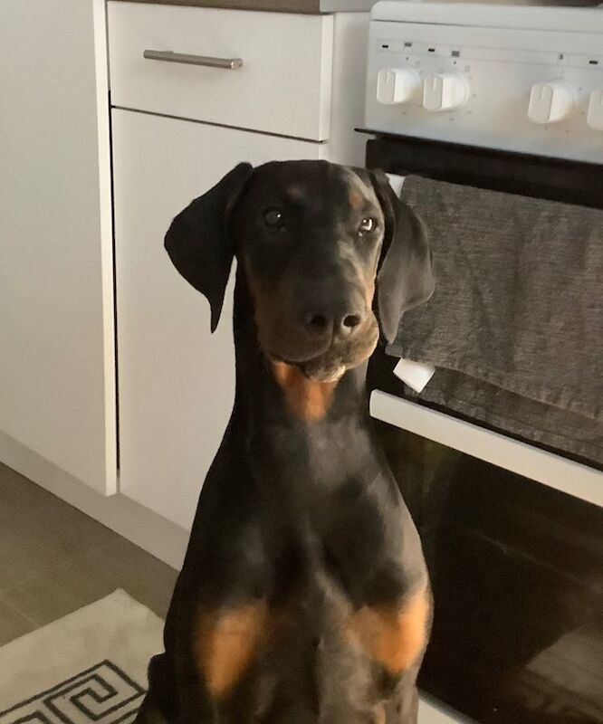 Doberman - Image 5 of 6