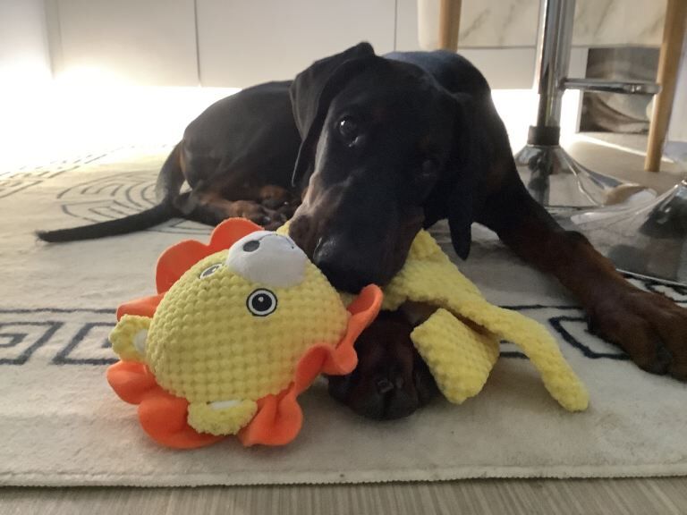 Doberman - Image 6 of 6