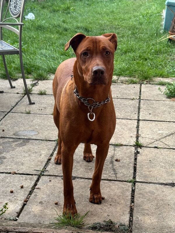 Doberman Puppies For Sale