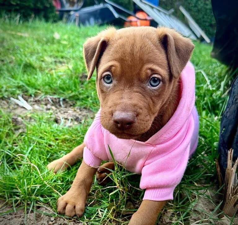 Doberman puppies for sale in Harlow, Essex – 1 year old - Image 2 of 4