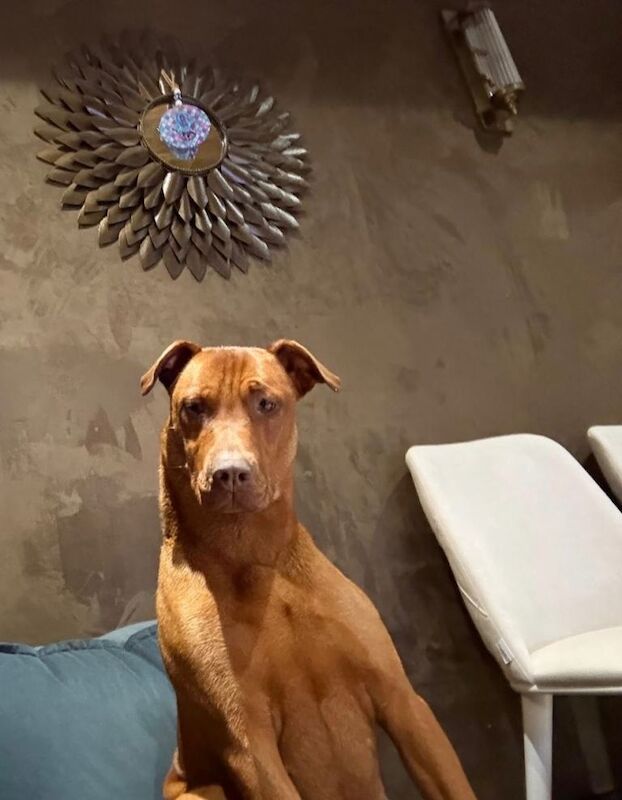 Doberman puppies for sale in Harlow, Essex – 1 year old - Image 3 of 4