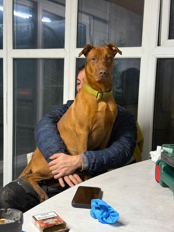 Doberman puppies for sale in Harlow, Essex – 1 year old - Image 4 of 4