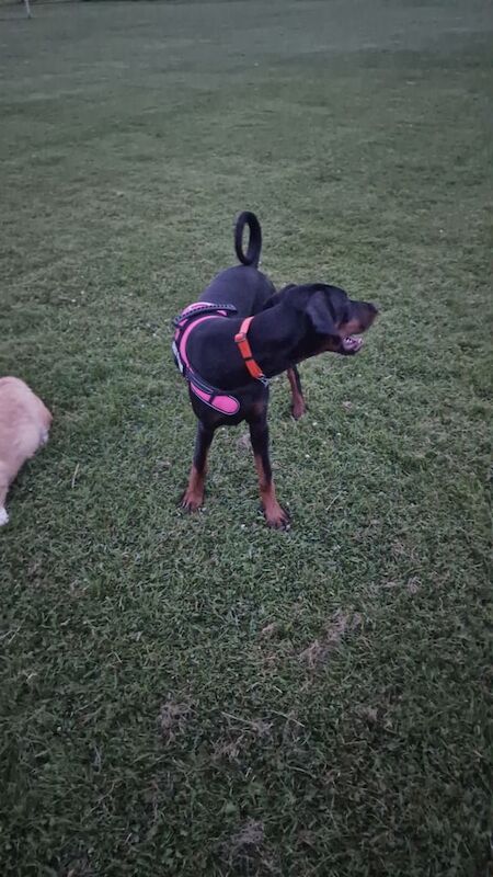 Doberman puppies for sale in Paisley, Renfrewshire – KC registered, 4 months old