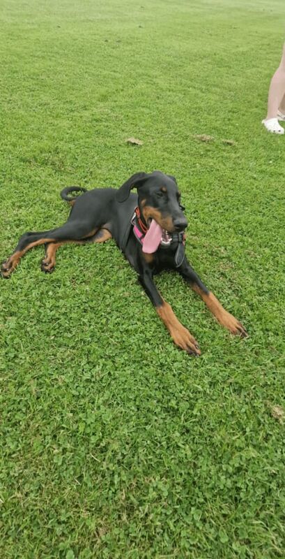 Doberman puppies for sale in Paisley, Renfrewshire – KC registered, 4 months old - Image 2 of 3