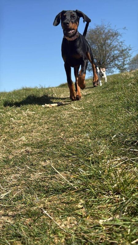 Doberman puppies for sale in Paisley, Renfrewshire – KC registered, 4 months old - Image 3 of 3
