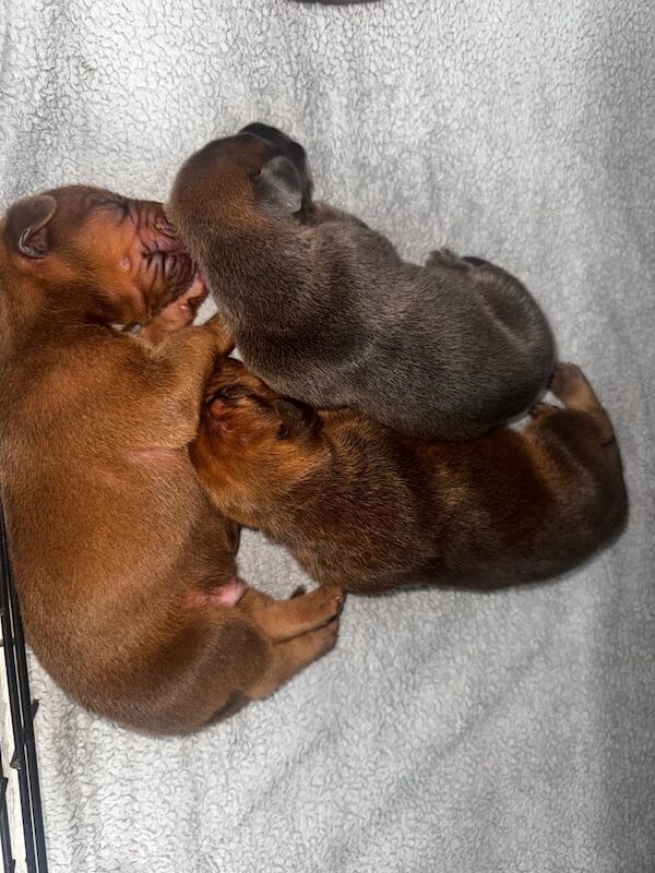 Doberman puppies for sale in Great Barr, West Midlands – 2 weeks old