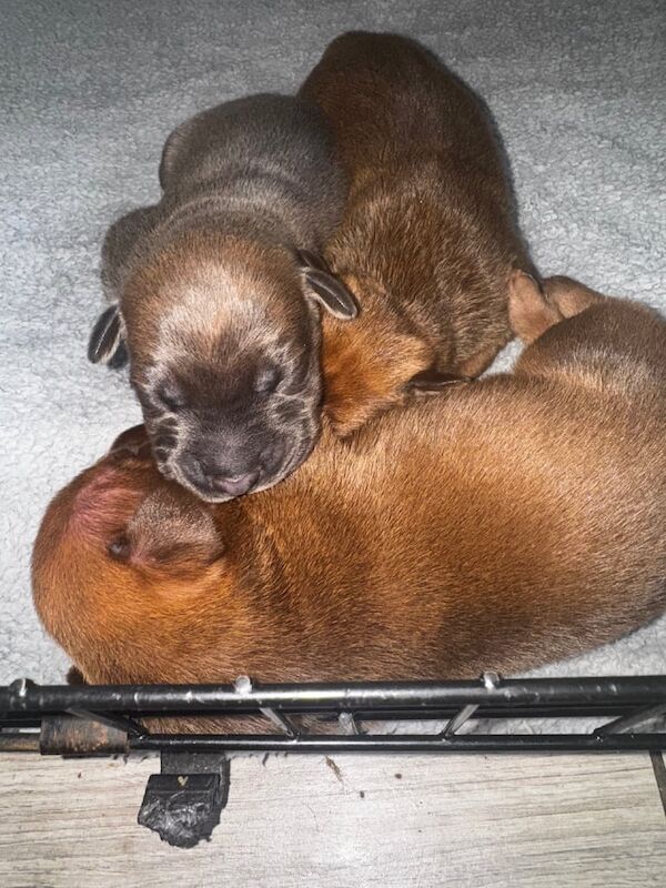 Doberman puppies for sale in Great Barr, West Midlands – 2 weeks old - Image 2 of 3