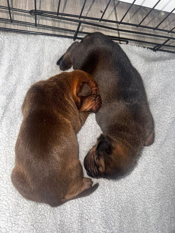 Doberman puppies for sale in Great Barr, West Midlands – 2 weeks old - Image 3 of 3