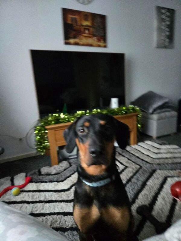 Doberman puppies for sale in Bournemouth, Dorset – 9 months old