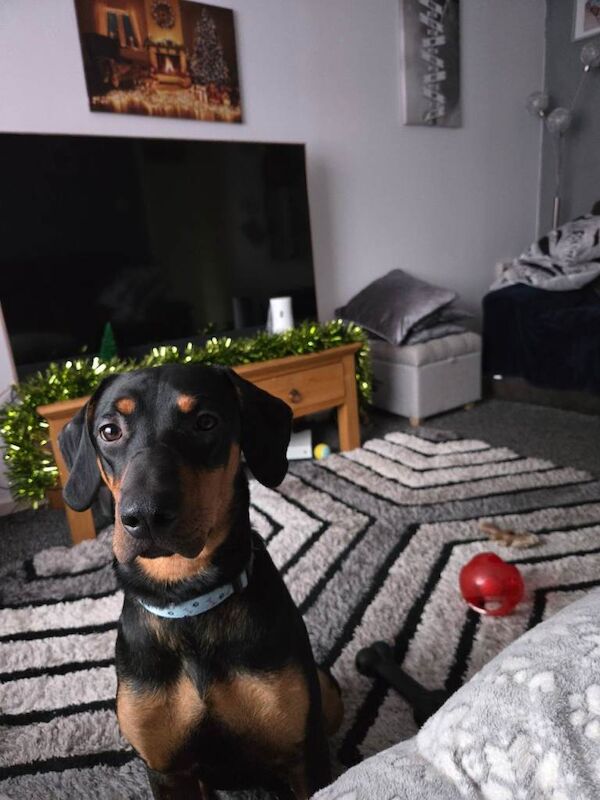Doberman puppies for sale in Bournemouth, Dorset – 9 months old - Image 2 of 4