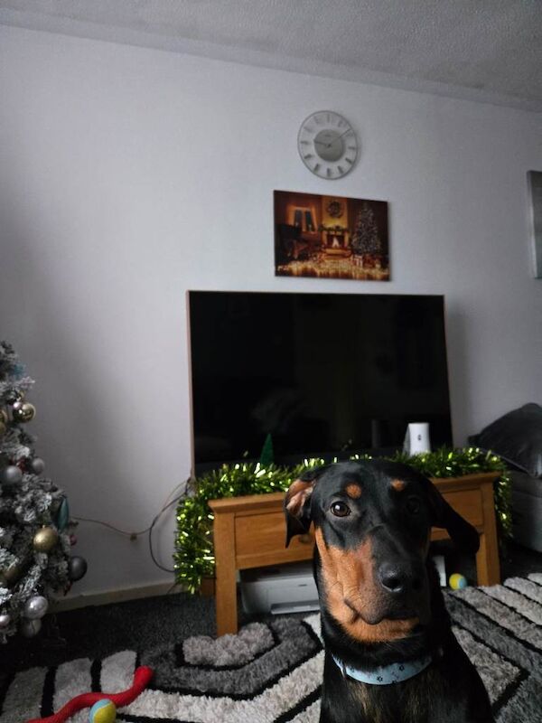 Doberman puppies for sale in Bournemouth, Dorset – 9 months old - Image 3 of 4