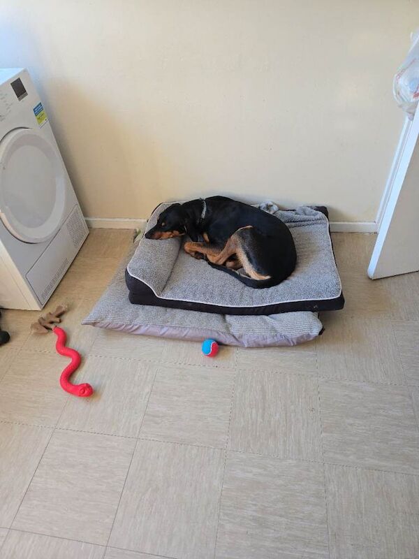 Doberman puppies for sale in Bournemouth, Dorset – 9 months old - Image 4 of 4