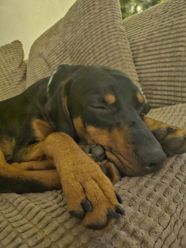 Doberman puppies for sale in Bournemouth, Dorset – 9 months old