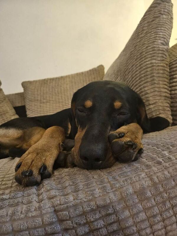 Doberman puppies for sale in Bournemouth, Dorset – 9 months old - Image 2 of 4