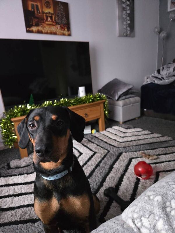 Doberman puppies for sale in Bournemouth, Dorset – 9 months old - Image 4 of 4