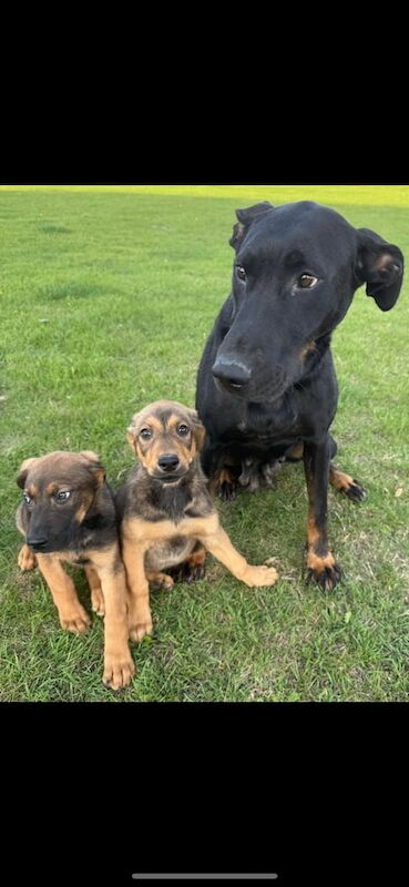 Doberman Puppies For Sale Under £1,000