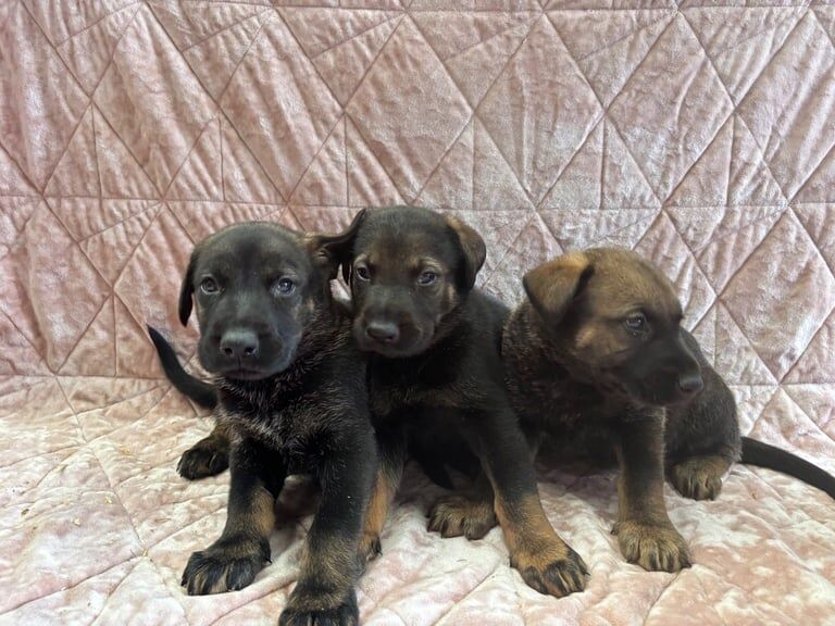 Doberman puppies for sale in Colchester, Essex – 9 weeks old - Image 3 of 3