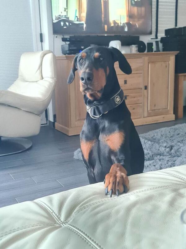 Doberman for sale