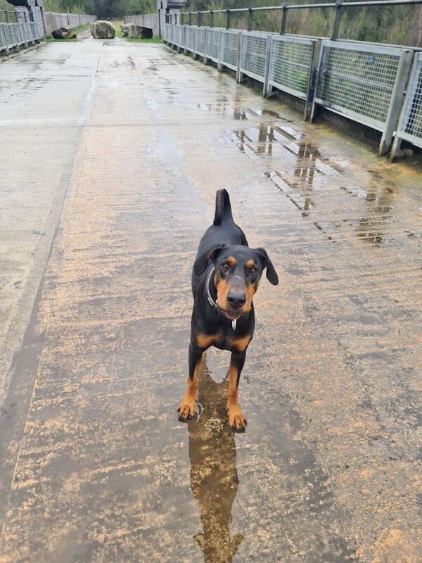 Doberman for sale - Image 2 of 5