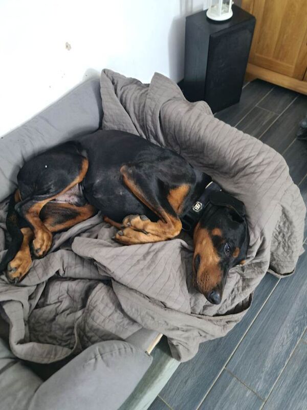 Doberman for sale - Image 3 of 5