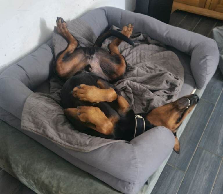 Doberman for sale - Image 4 of 5