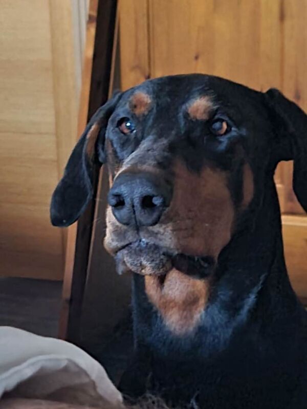 Doberman for sale - Image 5 of 5