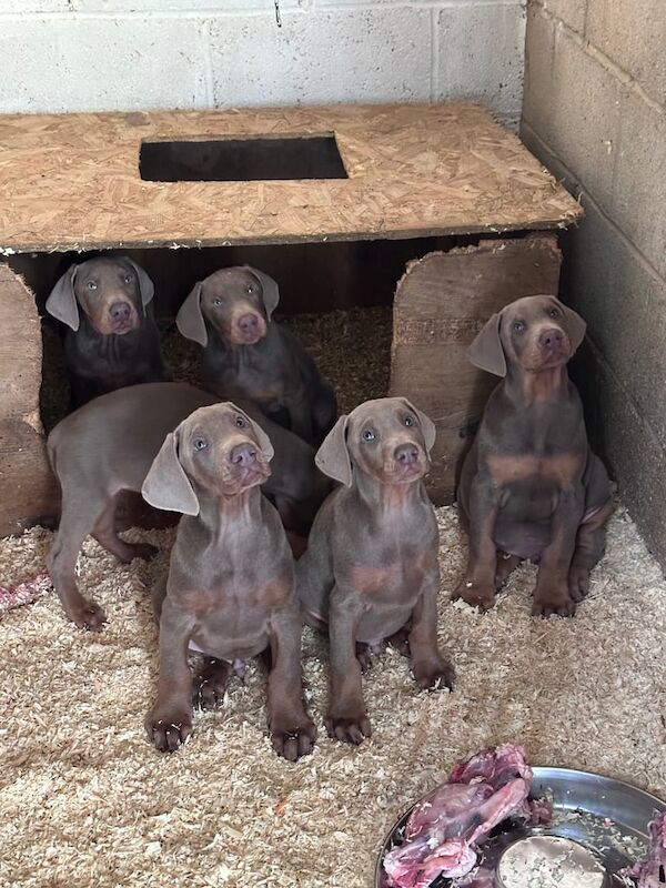 Doberman Isabella puppies ALTOBEllO & EVANDER VON BELIC HOUSE Siberian IMP lines KC reg for sale in Knottingley, West Yorkshire