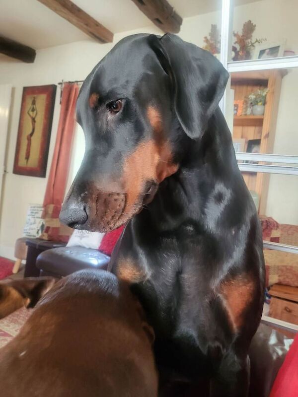 Doberman puppies for sale in Ipswich, Suffolk – 1 year old