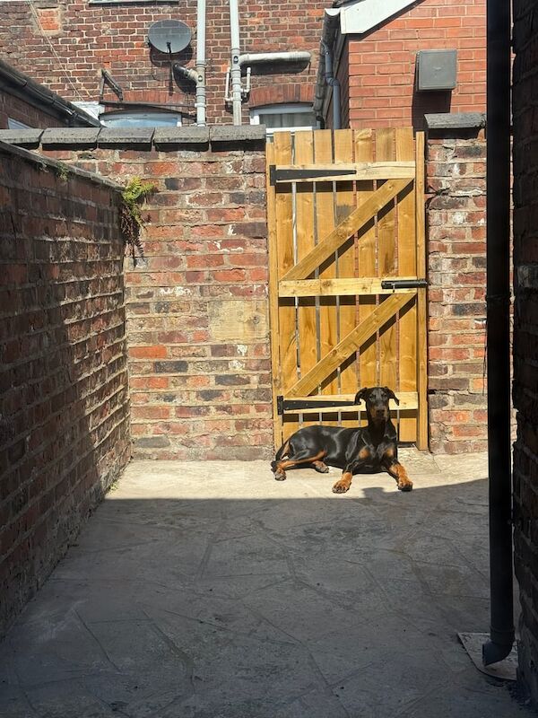Doberman puppies for sale in Newton Heath, Greater Manchester – 8 months old