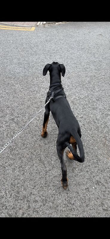 Doberman puppies for sale in Newton Heath, Greater Manchester – 8 months old - Image 2 of 3
