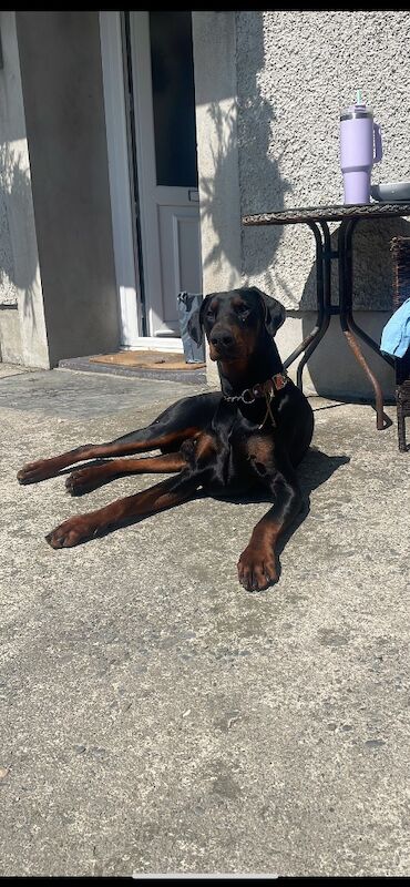 Doberman Proven stud service -Rocco - Image 2 of 7