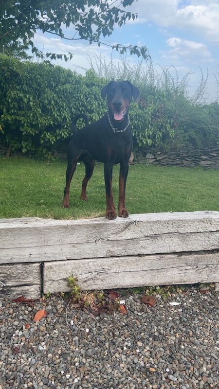 Doberman Proven stud service -Rocco - Image 3 of 7