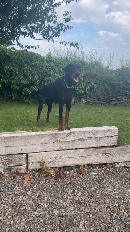 Doberman Proven stud service -Rocco - Image 4 of 7