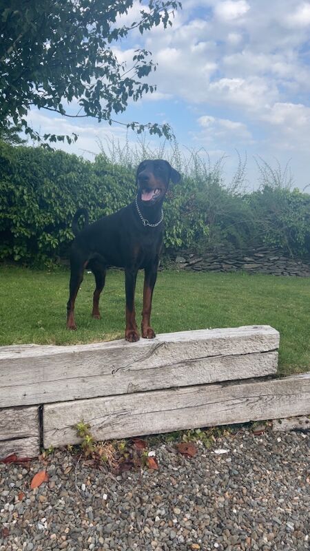 Doberman Proven stud service -Rocco - Image 5 of 7