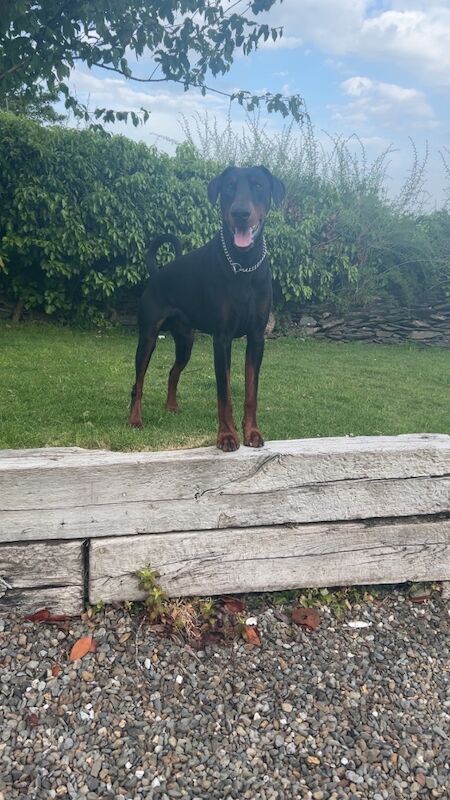 Doberman Proven stud service -Rocco - Image 7 of 7