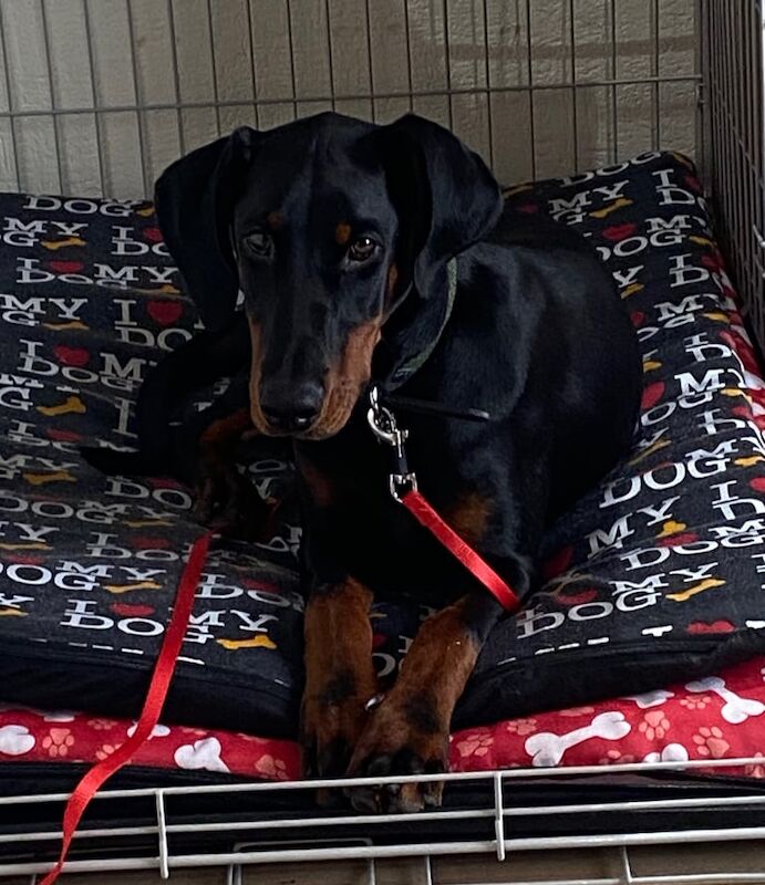 Doberman puppies for sale in Tandragee, County Armagh – 6 months old