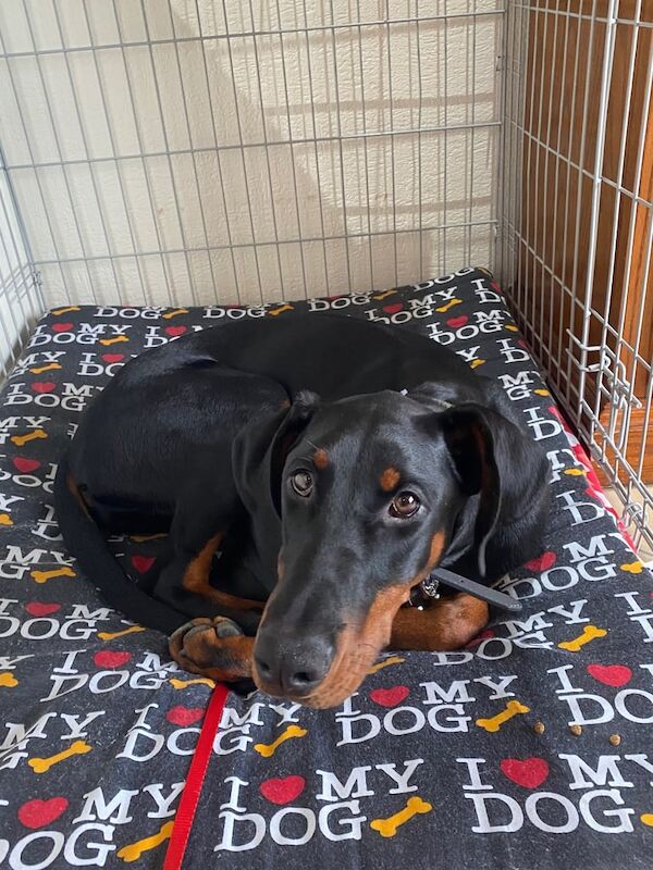 Doberman puppies for sale in Tandragee, County Armagh – 6 months old - Image 2 of 3