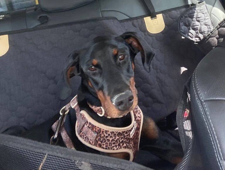 Doberman puppies for sale in Tandragee, County Armagh – 6 months old - Image 3 of 3