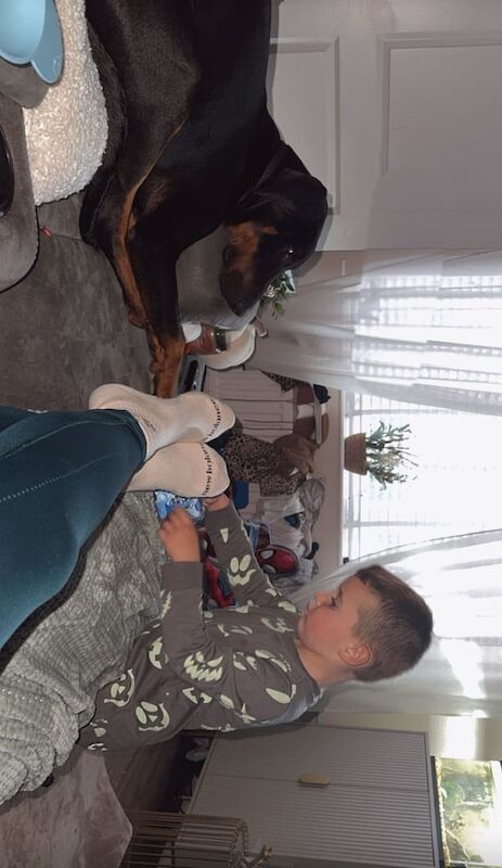 Doberman Puppies For Sale