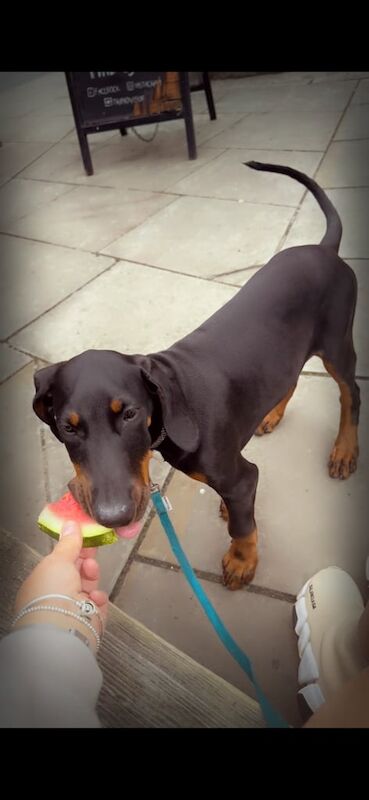 Doberman puppies for sale in Brecon / Aberhonddu, Powys – 6 months old - Image 2 of 3