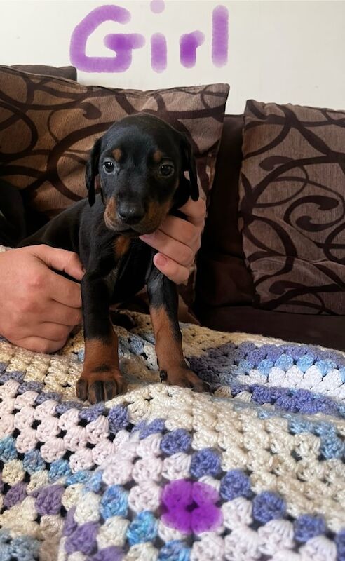 Doberman puppies for sale in Kilmarnock, Ayrshire and Arran
