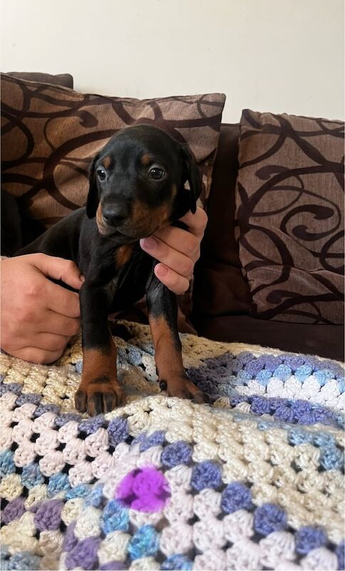 Doberman puppies for sale in Kilmarnock, Ayrshire and Arran | Image 2