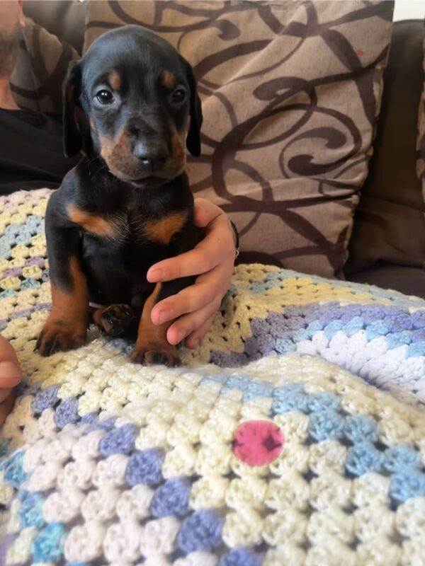 Doberman puppies for sale in Kilmarnock, Ayrshire and Arran | Image 3