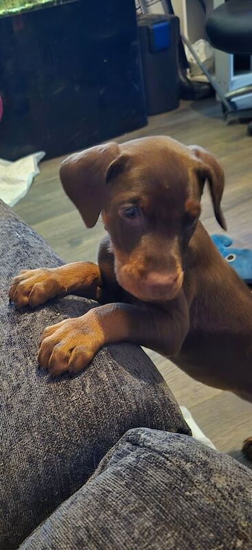 Doberman puppies for sale in Sandwell, West Midlands – 8 weeks old